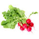 Cherry radish seeds complete fruit spring and autumn cherry radish rapeseed four seasons seed balcony potted vegetable seeds