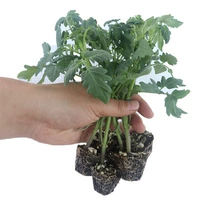 Желтая жемчужная миао 60 деревьев у