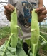 Средняя ярость (грубая) 10G упаковка