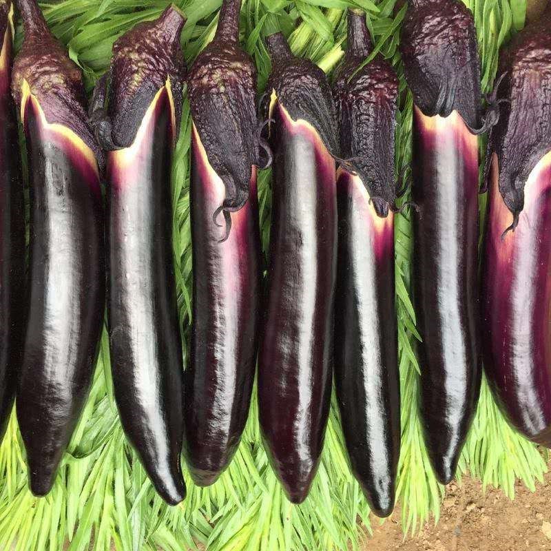 Shouguang vegetable seeds black noble long eggplant vegetable seeds spring autumn and winter four seasons seed eggplant seedlings