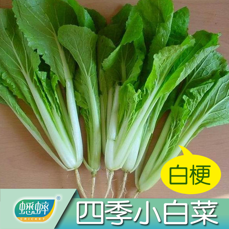 Four seasons cabbage seeds spring and summer autumn and winter farming farm vegetables potted four seasons seeds Daquan balcony greens