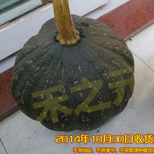 Японские семена тыквы черной кожи, небольшие неровные семена, виды овощей с высоким уровнем
