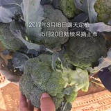 Семена овощей Shouguang, Shengzheng Daramida, Mantuo Green Salio 55 Весна и осень весной и осенью, ранние семена семян четыре сезона