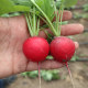 Cherry radish seeds complete fruit spring and autumn cherry radish rapeseed four seasons seed balcony potted vegetable seeds