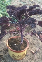 10 капсул корректированных семян (красный)