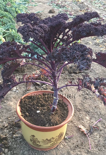 Yuxian Ganlan Seed Seed Winter Treasure Зимой зимняя зима