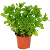 Снимите локальную локальную локальную серию Зеленая семена семян семян семян