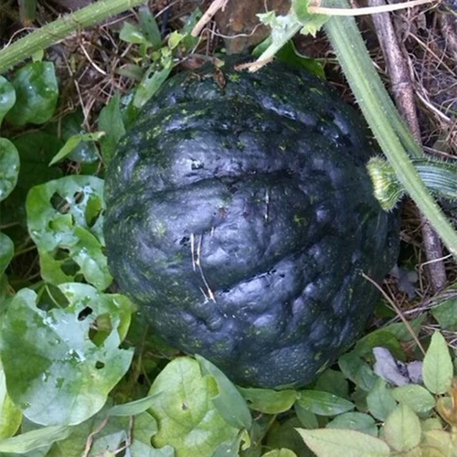 Японские семена тыквы черной кожи, небольшие неровные семена, виды овощей с высоким уровнем