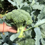 Семена Wenxing Broccoli Семена Семена Blue Blue Flow