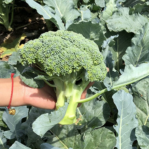 Семена Wenxing Broccoli Семена Семена Blue Blue Flow