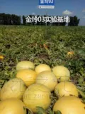 Джинлинг 03 Семена арбузов с высоким уровнем добычи сладкая весна и осень и зима четыре сезона желтой почвы ленивый семена арбуза Мини