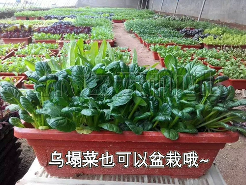 Huangxinwu обрушился на семена семян семян, черная капуста дикие овощи, черные зеленые овощи весна, лето, осень и зима, 孑 Four Seasons Farm