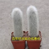 Пинксская пальмовая доставка снежных столбов Мао Мэн - это жадная колонна  湎             