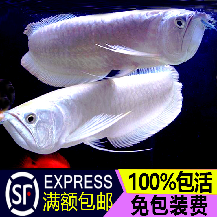 AROWANA AROWANA WHEEL MOUSE DRIVER FOR WINDOWS MAC AROWANA AROWANA WHEEL MOUSE TREIBER WINDOWS 7