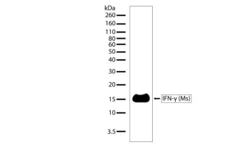 Invitrogen 兔多克隆一抗  IFN Antibody (小鼠） 应用 WB