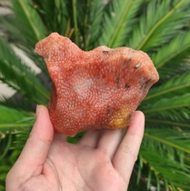 Ning Qiang Red Yellow Coral Coral jade Elephant-shaped stone original stone natural chicite small piece of snow flower pattern pendulum with tea spotting fossil