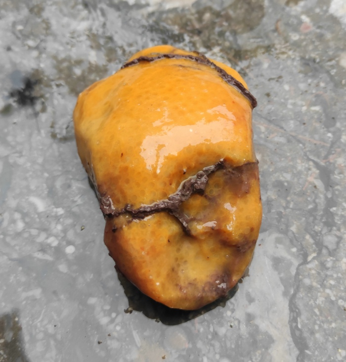 Ning Qianqi stone coral jade chicken oil yellow red and white natural to play with handmade pieces strawberry tattoo raw materialite stone raw stone