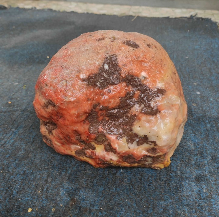 Ning Strong Coral Fossil Jade Red Yellow White Natural Wonder Stone Pendulum can be carved with snowy pattern ancient biogenic stone L