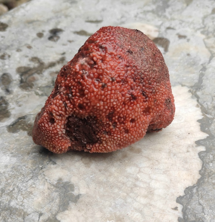 Ning Qianqi Stone Coral Jade Red Yellow Natural to play the hand to play a small piece of snow pattern ancient materialite stone raw stone