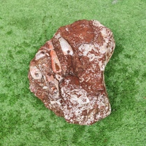 Ningqiang coral jade insect stone sea lily fossil heart-shaped white insect original stone strange stone ornaments paleontological specimen collection