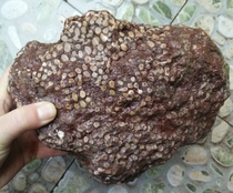 Ning Qiang Coral Jade Fossilized 4-shot Sun tattoo raw stone Spotted Coral polished ornamental stone with no sign ideas W