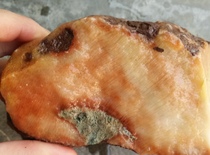 Ning Qiang Coral Jade Fossil Raw Stone Carving Material Grain honeycomb Red Yellow White Tricolor (2 elected) W