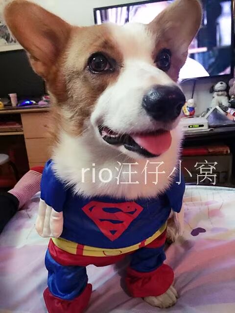 Dog Superman quay sang cài đặt Keji Bullfighting quần áo trang phục đặc biệt quần áo thú cưng - Quần áo & phụ kiện thú cưng áo cho chó lớn