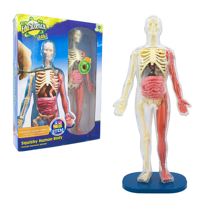 edu science squishy human body