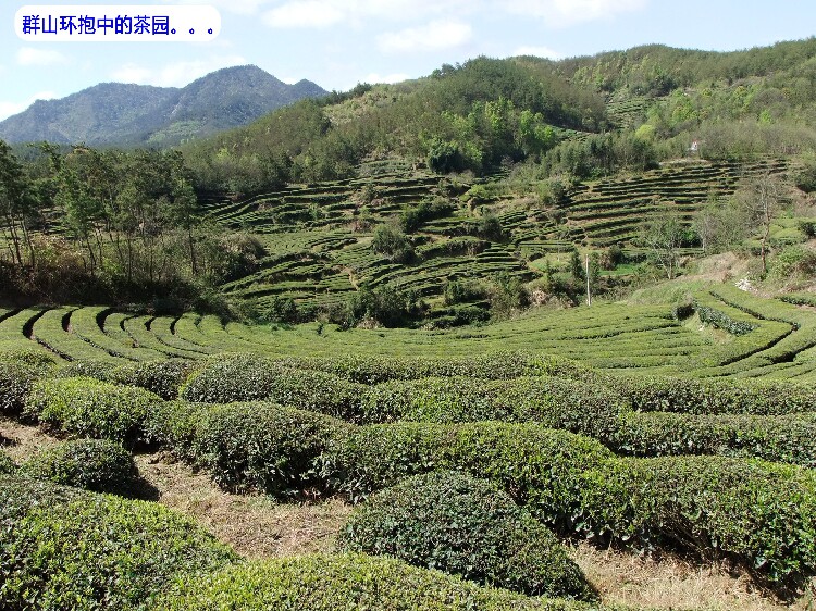 Подушка 茶香枕头草本养生枕成人护颈椎茶叶艾叶枕芯失眠助睡眠花草保健枕