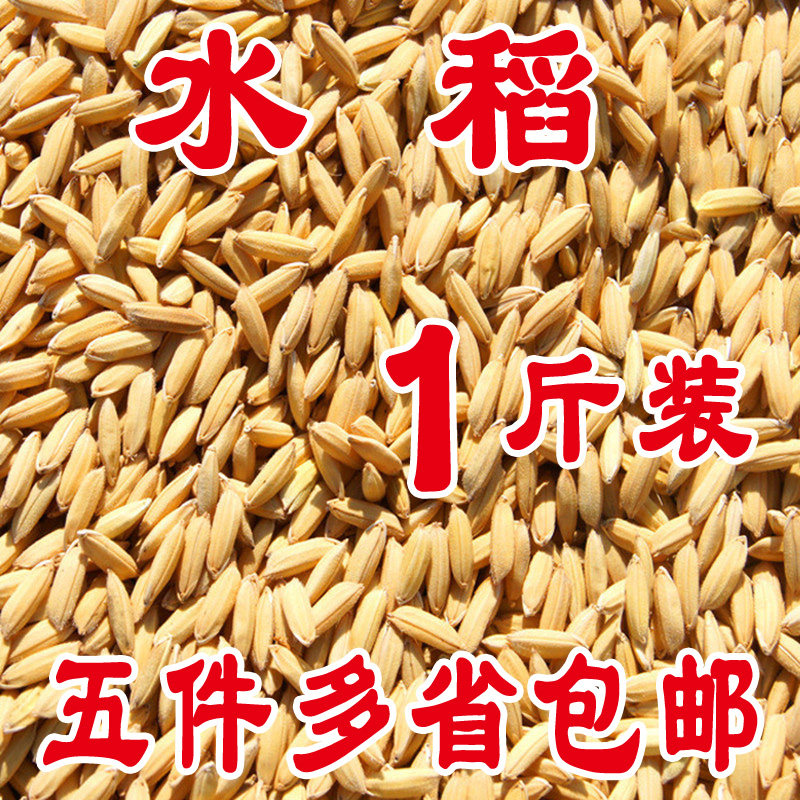 Parrot grain shelled rice bird grain pigeon grain bird feed shelled rice a 500g 5kg province
