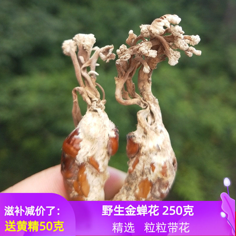 金蟬花野生蟲草蠶花新貨250克包郵非大別山竹林知了花金蠶花