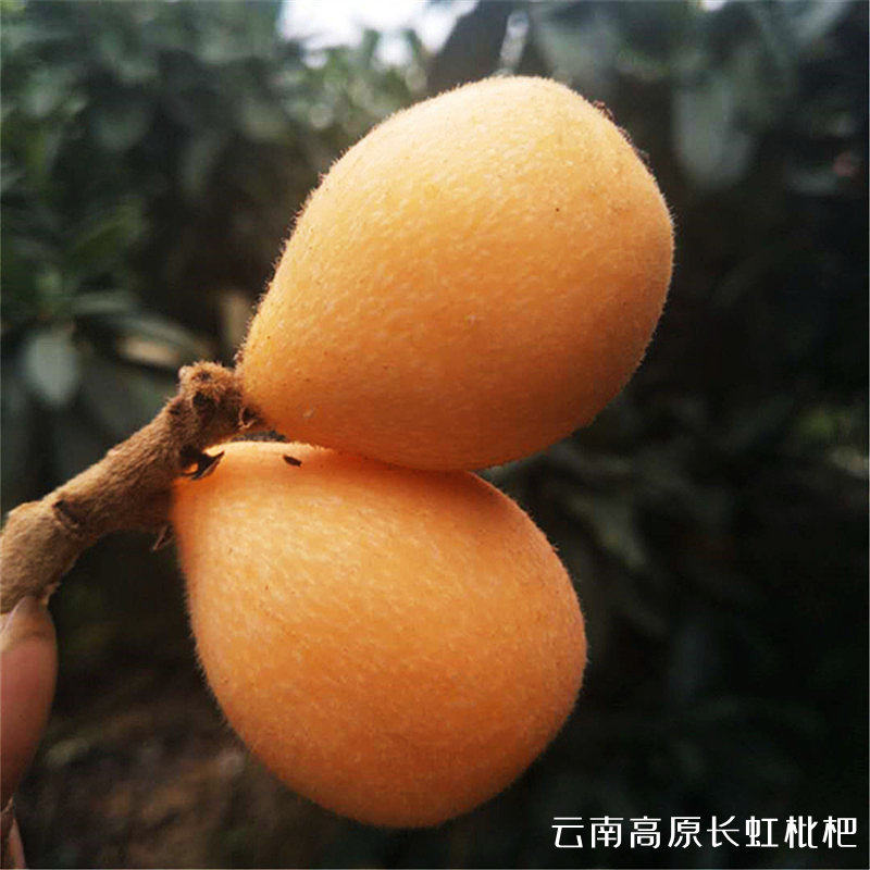 Yunnan Monti's alpine Changhong loquat pregnant woman pure sweet pipa fruit fresh when season fruit 3 catties 5 kilos-Taobao