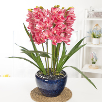 Simulation Phalaenopsis suit feel fake flower big ornaments North Hall corner several orchid set flower decoration plastic bonsai