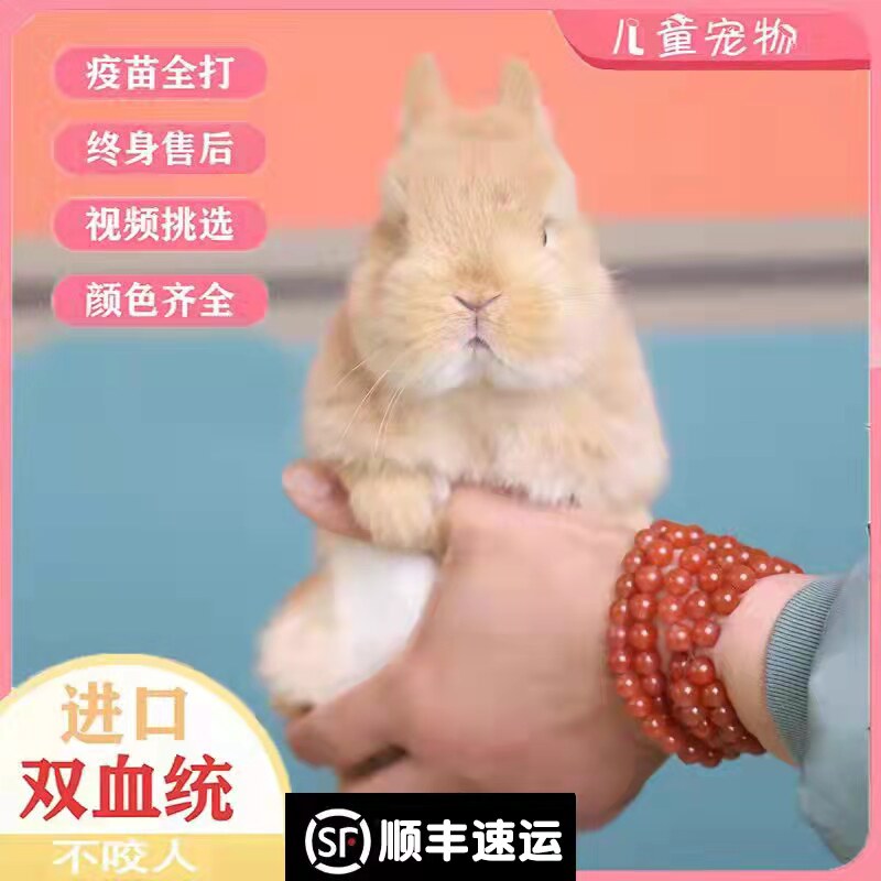 Dwarf rabbit living things pure breed home small mini teacup rabbit cute dorm room easy to raise with little pet rabbit