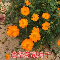 Sulfur chrysanthemum seeds Four Seasons easy to plant drought-tolerant heat-resistant flowers and plants landscape greening landscape grass flower seeds