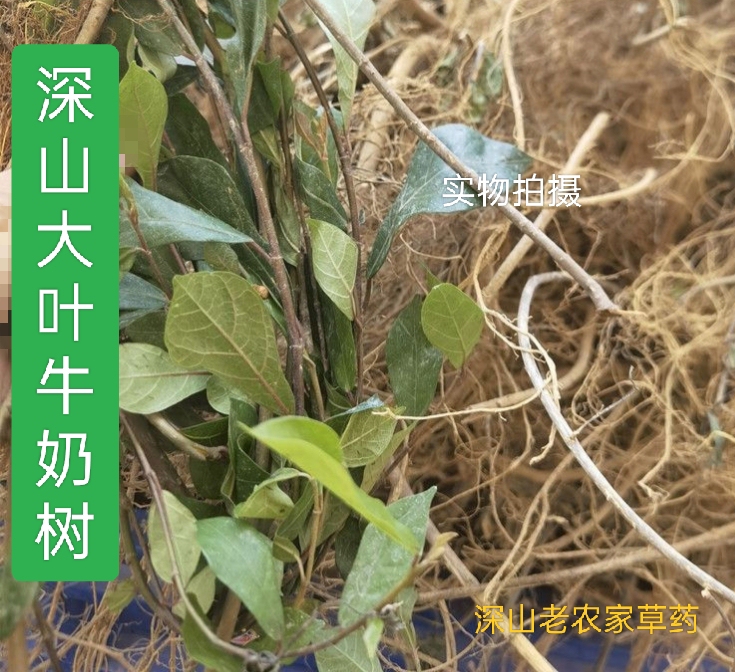 Guangdong Big-Leaf Milk Tree Turns into Leaf Fig Root Milk Milk Juice Chai Evergreen Tianxian Fruit Mountain Banyan Branch Leaf Medium-Sized Milk Tree Root Guangdong Big-Leaf Milk Tree Turns into Leaf Fig Root Milk Milk Juice Chai Evergreen Tianxian Fruit Mountain Banyan Branch Leaf Medium-Sized Milk Tree Root