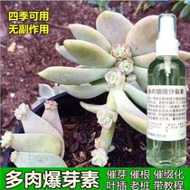 Succulent plant eudentin fleshy Plantin leafy fertilizer rapid growth fertilizer germination root root plant flower stimulation