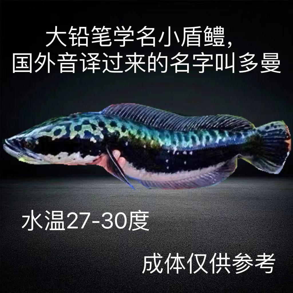 ネオケラ 引き取り魚 現在商談中‼️