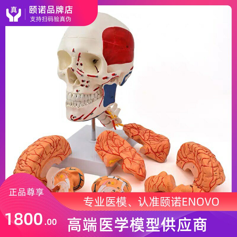 ENOVO NANO HUMAN HEAD SKULL CEREBRAL ARTERY ANATOMICAL STRUCTURAL MODEL SKULL MODEL CEREBROVASCULAR BRAIN STRUCTURE 1: