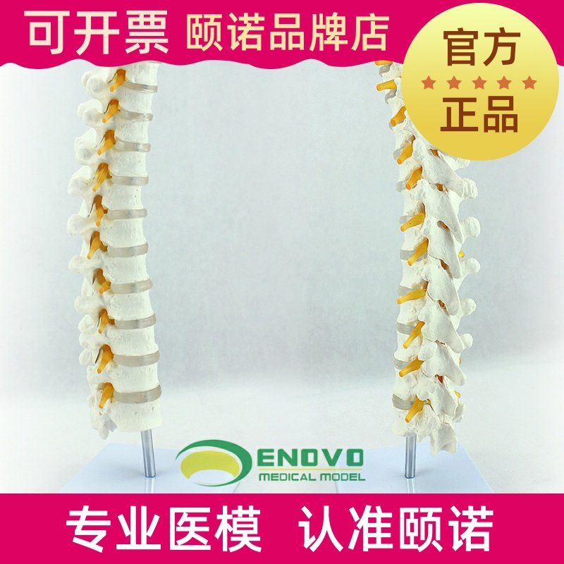 ENOVO medical 1:1 human thoracic model spine lumbar cervical thoracic orthopedic bone model