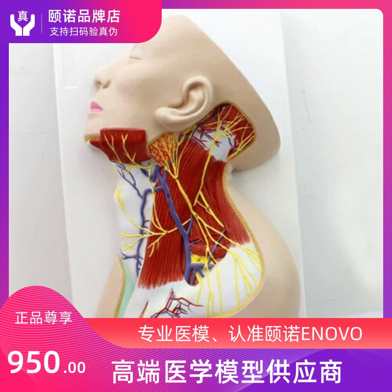 ENOVO NANO HUMAN BODY NECK LOCAL ANATOMICAL MODEL NECK SHALLOW TABLE MUSCLE NEUROVASCULAR ANESTHESIA TEACHING