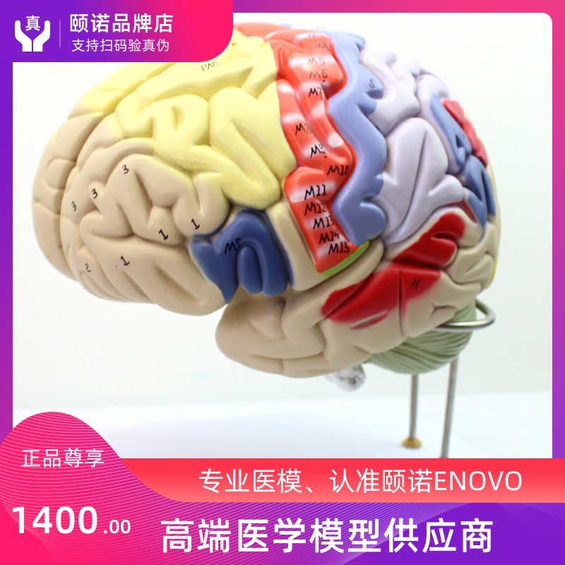 ENOVO Hino Medical Human Body Brain Anatomical Model Great Cerebral Cortex Somatic Movement Human Psyche Teaching