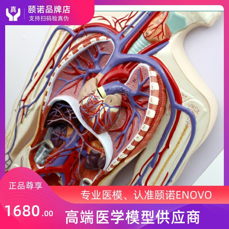 ENOVO Hino human blood circulation system Model body circulating pulmonary circulation bi-circulating cardiovascular interventional heart