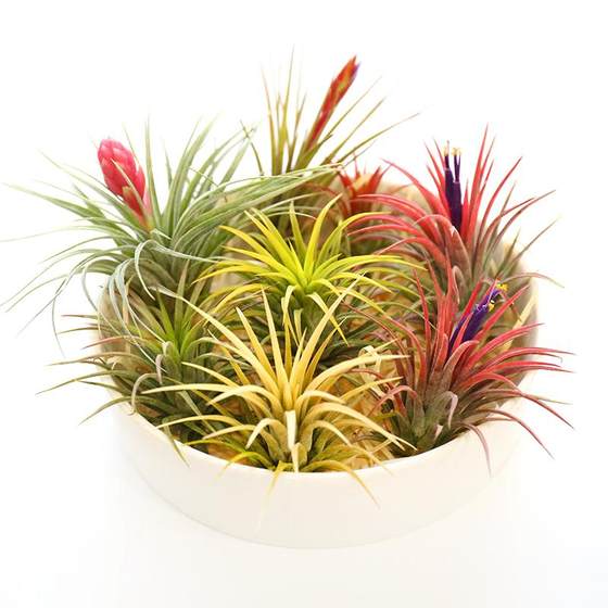 Air pineapple Rubra soilless plant desktop green plant potted flower wooden tray package gift in the office