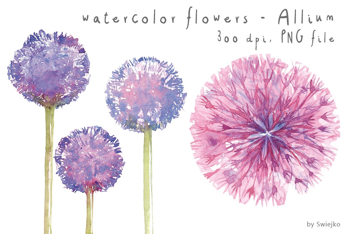 水彩手绘蒲公英插画素材 Watercolor Flowers Floral设计素材模板