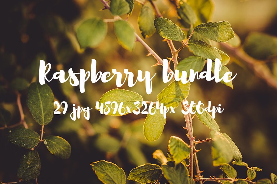 清新自然树莓高清图片素材 Raspberry photo pack设计素材模板