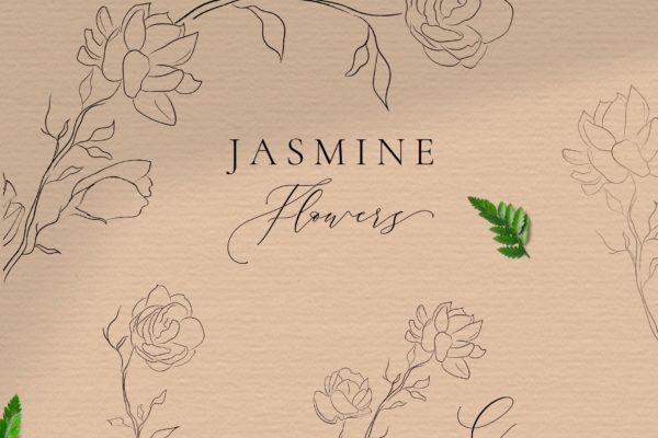 华丽的茉莉花线条艺术元素插图 Jasmine Flowers Line Art Ornate Elements
