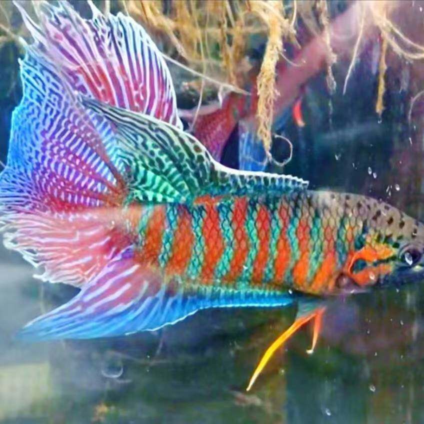 傻鱼水族工作室