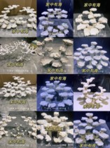 Sea-cylinder building with custom Java stone-made view Coral Bone building Software Coral Living Stone Dead Stone Artificial Stone Java Stone