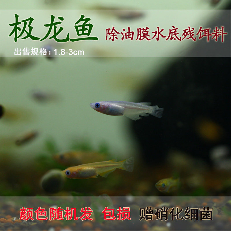 观背锦鳉除油膜灯鱼极龙鱼观赏冷水草不怕热不怕冷非常皮实包邮